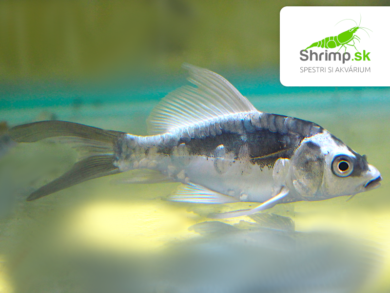 Koi kapor Kabuto White long fin 7-10 cm - Cyprinus carpio