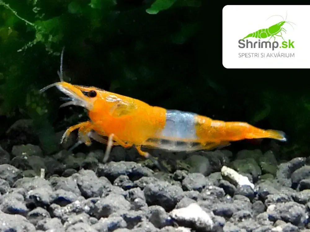 Orange Rili 10 ks - Neocaridina davidi