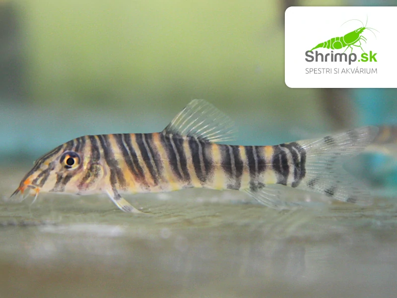 Mrenka striata - Botia striata