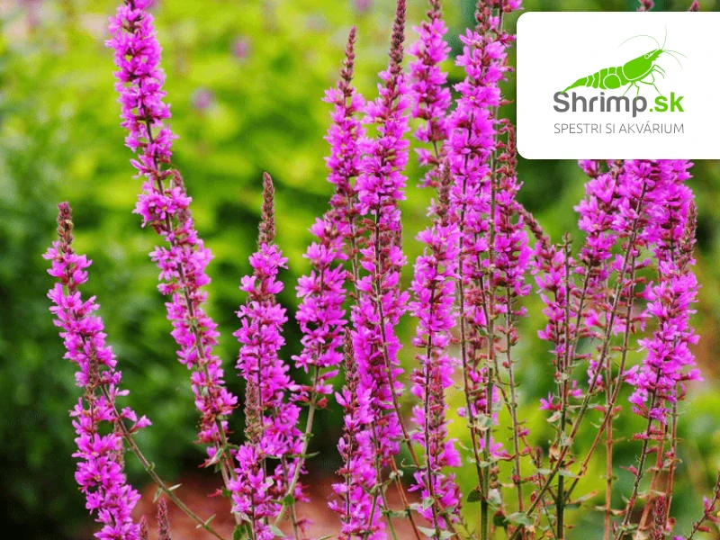 Lythrum salicaria – košík 9x9 cm