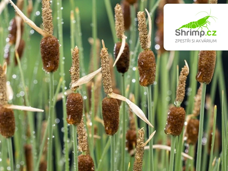 Typha minima – košík 9x9 cm