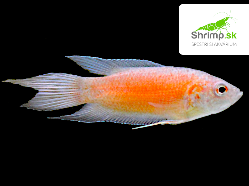 Rajovec dlhoplutvý červený - Macropodus opercularis red