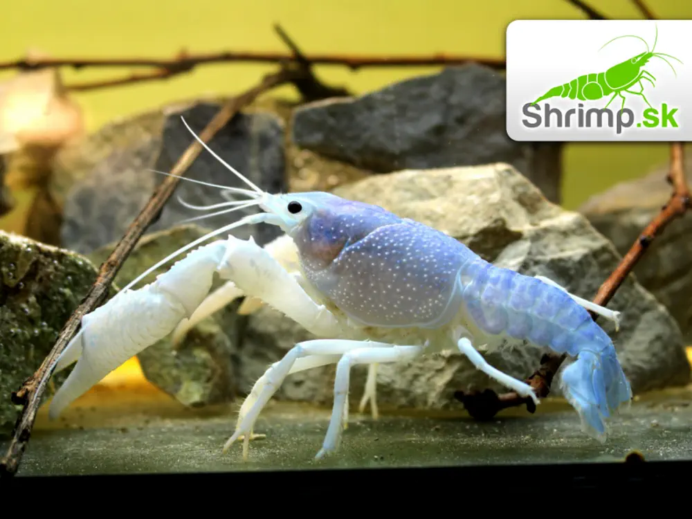 Rak floridský - Procambarus alleni