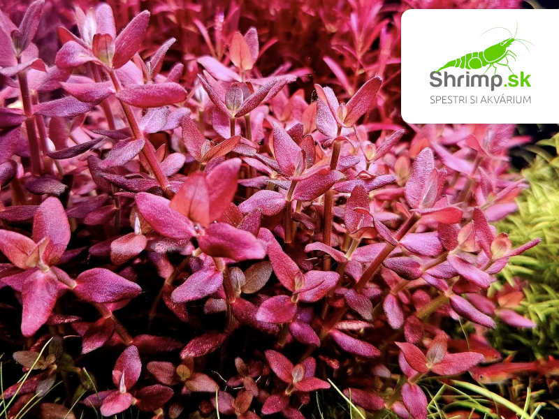 Bacopa salzmannii Purple - košík