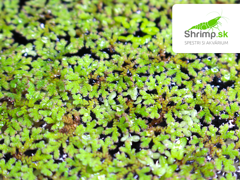 Azola karolínska - Azolla caroliniana