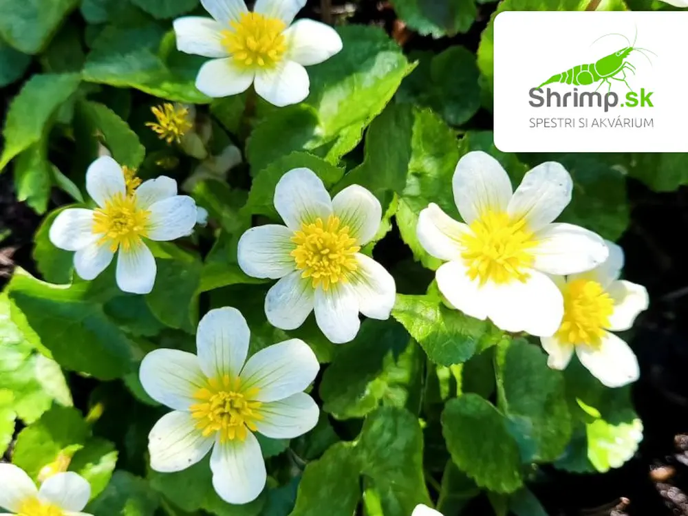 Caltha palustris alba – košík 9x9 cm