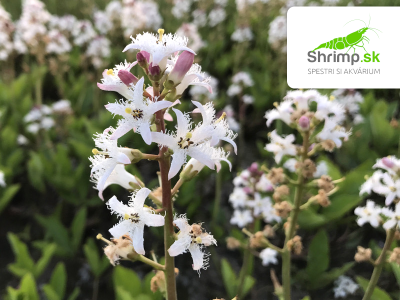 Menyanthes trifoliata – košík 9x9 cm