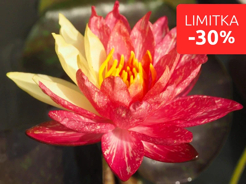 Nymphaea 'Wanvisa' – košík 11x11 cm