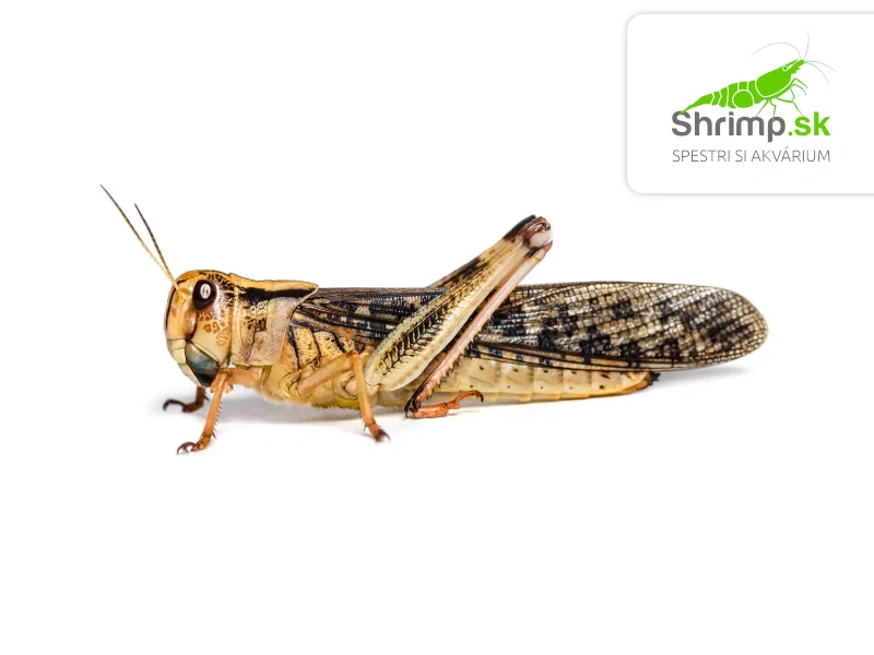Saranča sťahovavé (Locusta migratoria) L 10 ks – živé krmivo