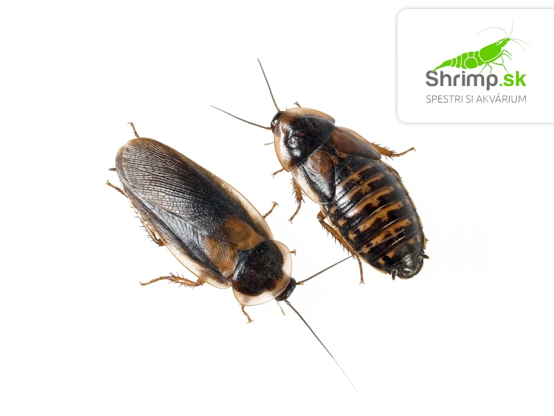 Šváb argentínsky (Blaptica dubia) M 10 ks – živé krmivo