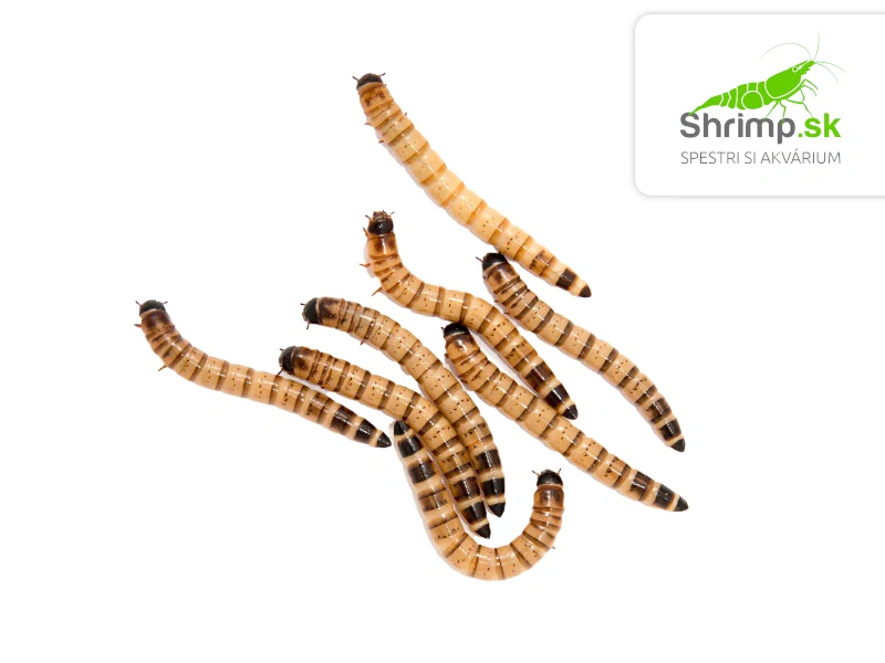 Zofobas (Zophobas morio) 40 g – živé krmivo