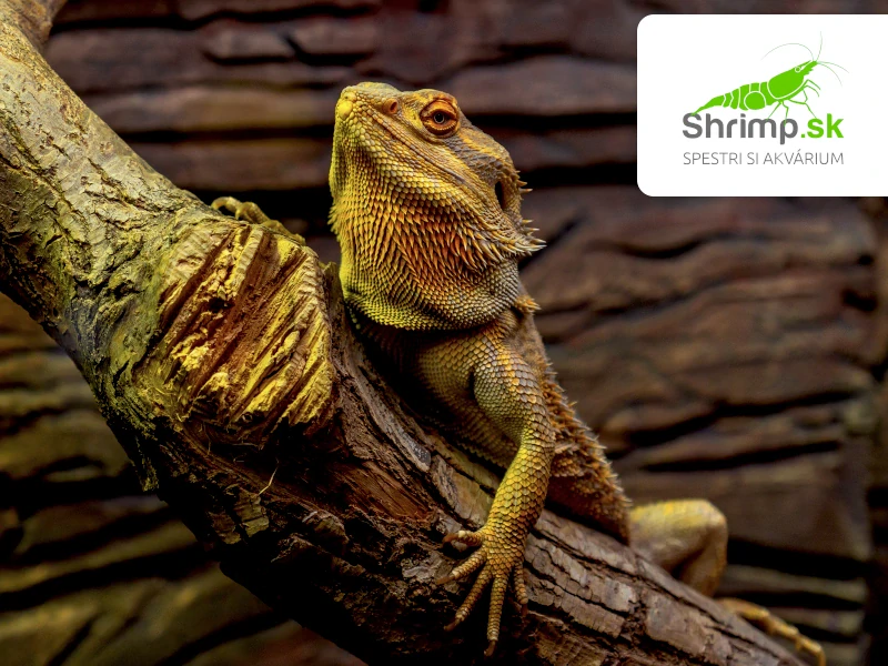 Agama bradatá - Pogona vitticeps
