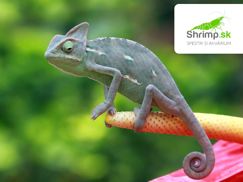 Chameleón jemenský - Chamaeleo calyptratus