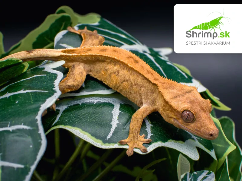 Pagekón riasnatý - Correlophus ciliatus