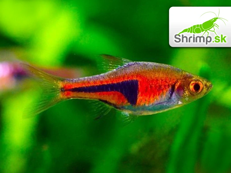Razbora Espeho (1 cm) - Rasbora espei