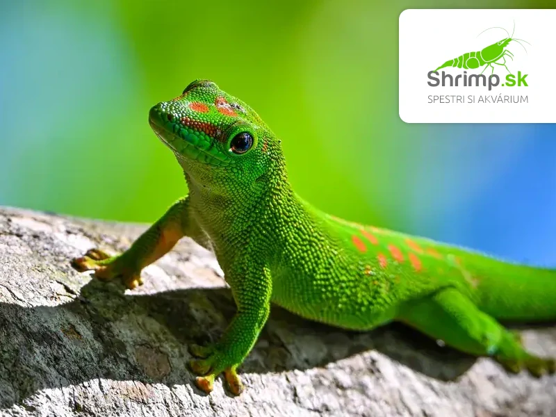 Felzuma madagaskarská - Phelsuma madagascariensis grandis