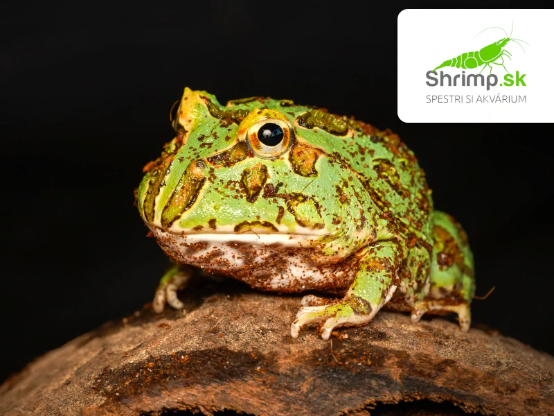 Rohatka Cranwellova - Ceratophrys cranwelli