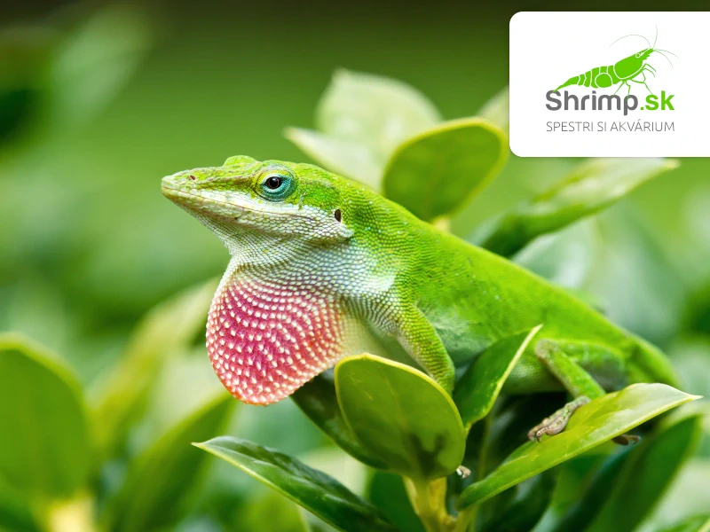 Anolis zelený – Anolis carolinensis