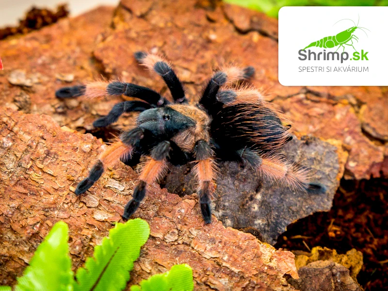 Pavúk Vtáčkar – Brachypelma emilia