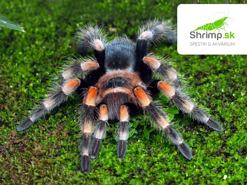 Pavúk Vtáčkar – Brachypelma smithi