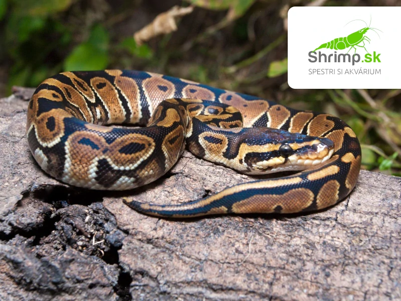 Pytón kráľovský – Python regius