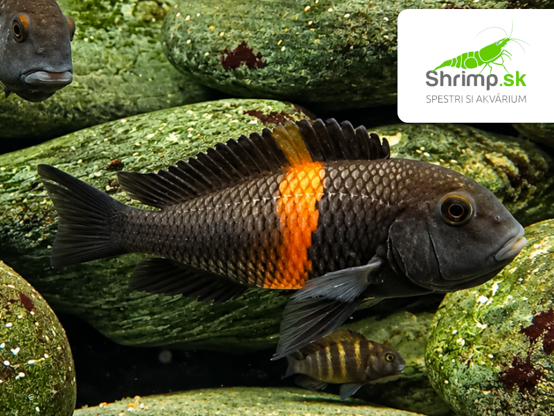 Papuľovec Black "Bemba" - Tropheus sp. black "Bemba"