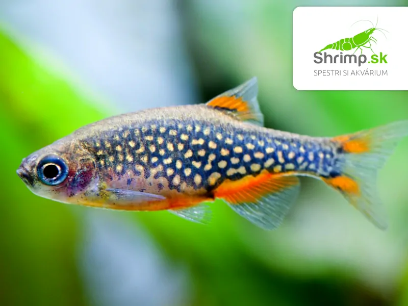 Razbora galaxy 10 ks - Danio margaritatus
