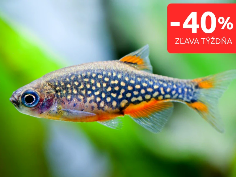 Razbora galaxy 20 ks - Danio margaritatus