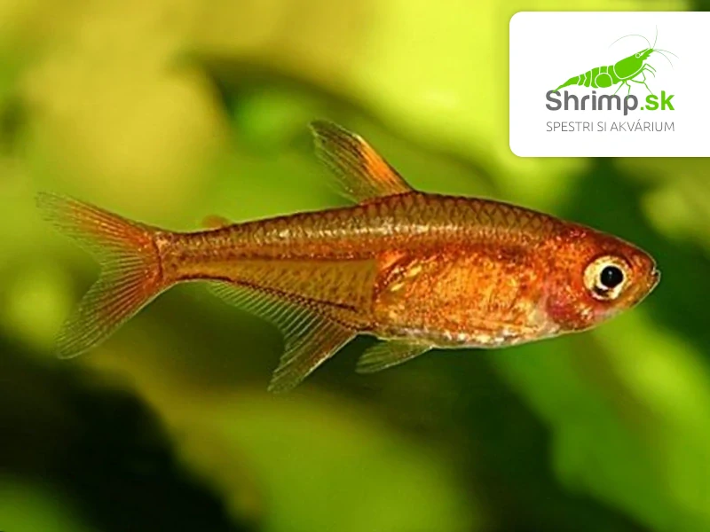 Tetra ohnivá - Hyphessobrycon amandae