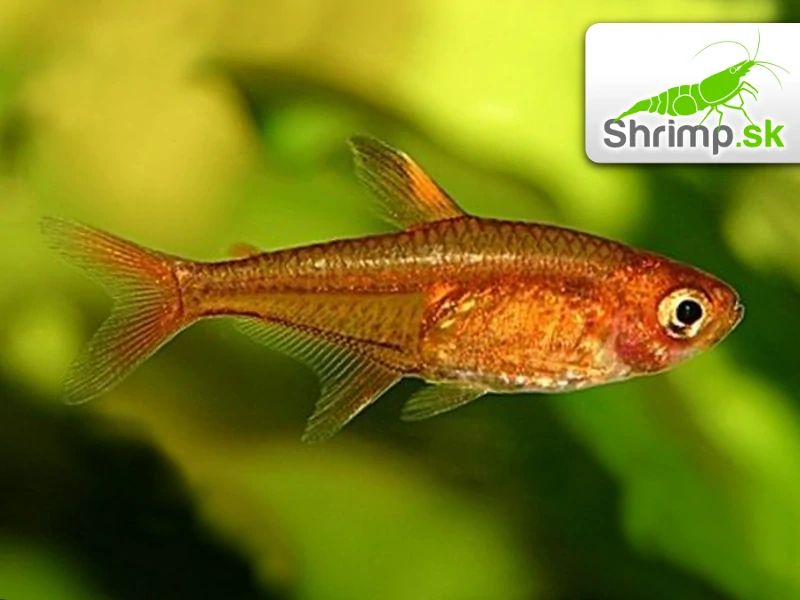 Tetra ohnivá 20 ks - Hyphessobrycon amandae