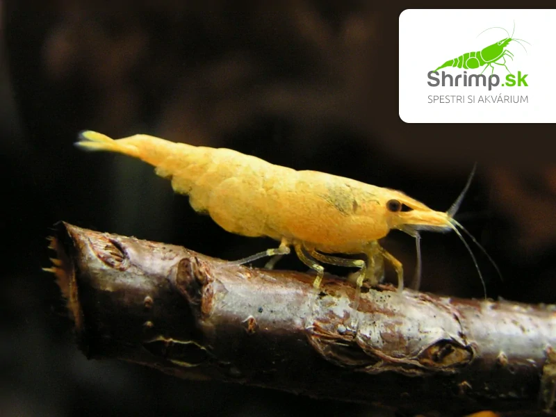 Yellow fire 20 ks - Neocaridina davidi