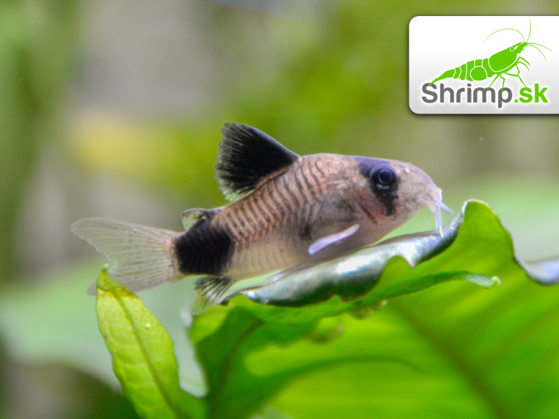 Pancierniček panda - Corydoras panda