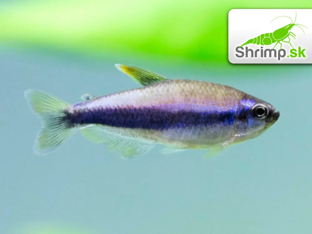 Tetra kráľovská - Inpaichthys kerri
