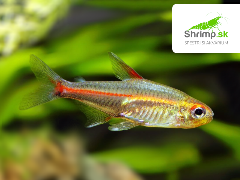 Tetra žiarivá - Hemigrammus erythrozonus