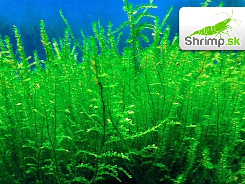 Creeping moss (Vesicularia sp.) - in vitro 100 ml