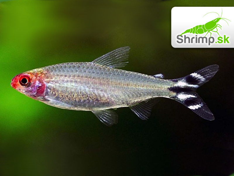 Tetra červenoústa - Hemigrammus rhodostomus
