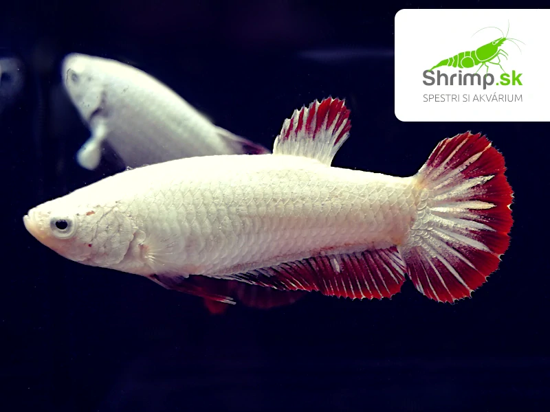Samica Betta Super Red Dragon Platinum
