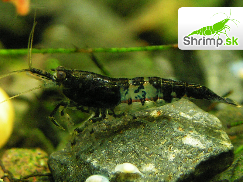 Carbon rili - Neocaridina davidi