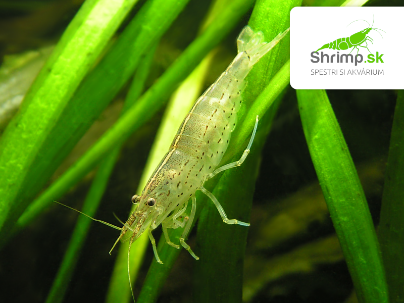 Kreveta Amano S 20 ks - Caridina Japonica