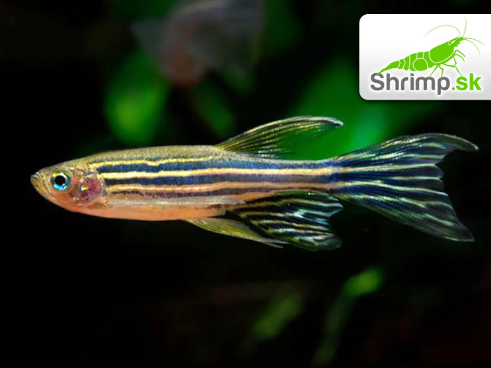 Danio prúžkované long fin - Danio rerio