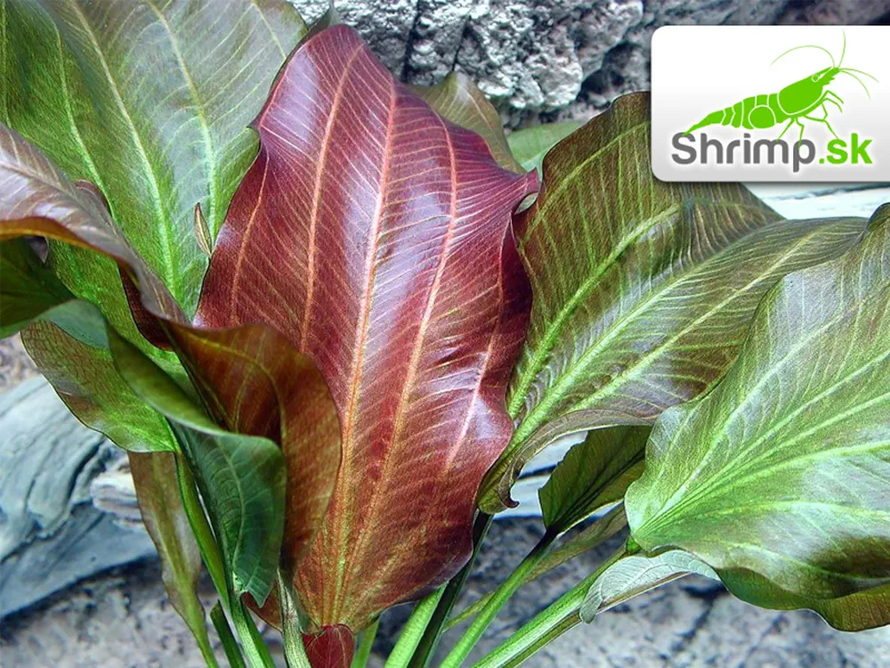 Echinodorus Reni - košík