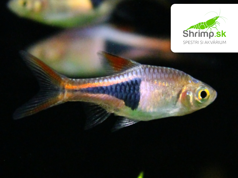 Razbora klinoškvrnná 10 ks - Rasbora (Trigonostigma) heteromorpha