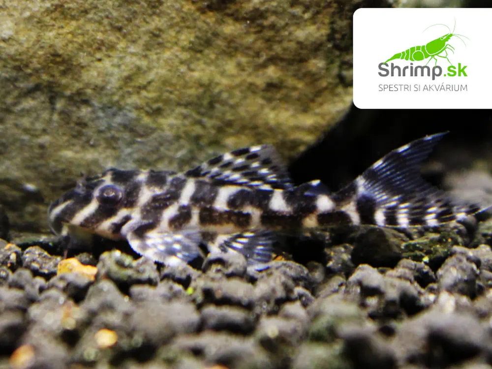 Prísavník King tiger pleco L066 (2-3 cm) - Hypancistrus sp. L066