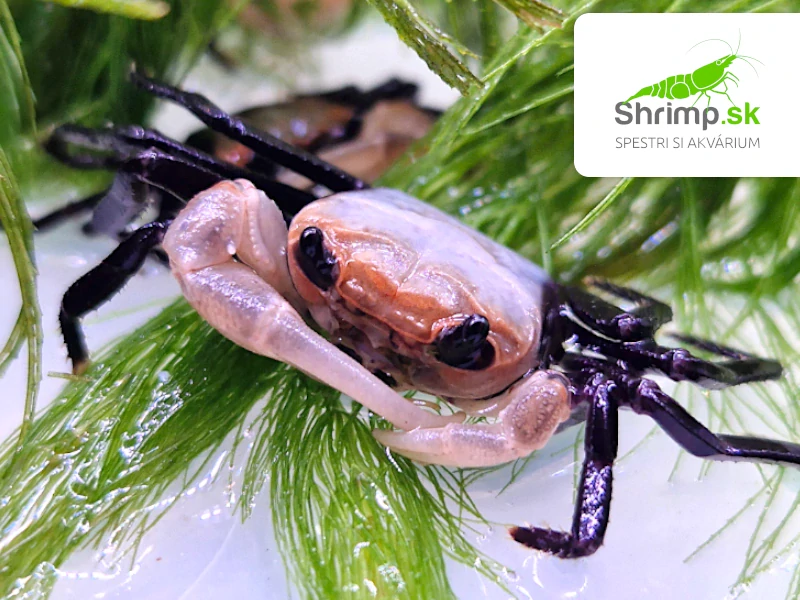 Krab Panda - Lepidothelphusa cognetti
