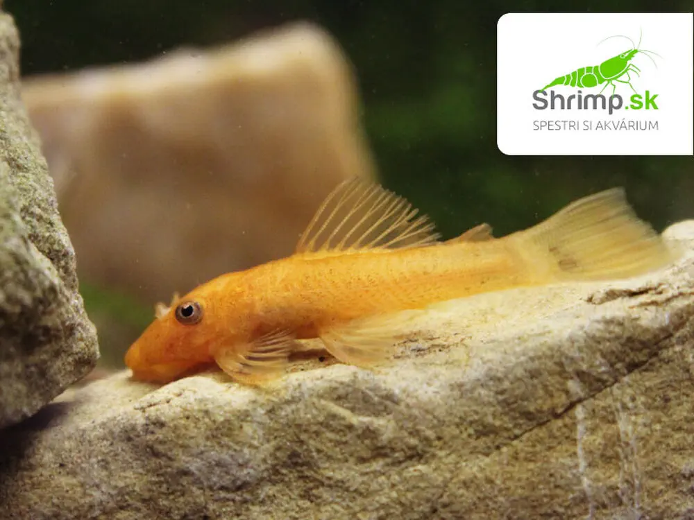 Prísavník Super red - Ancistrus sp. (Super red)