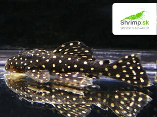Prísavník L 029 (2-3 cm) - Leporacanthicus galaxias