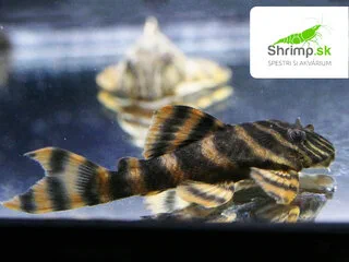 Prísavník L 002 (5 cm) - Panaque sp. (L002)