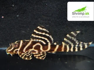 Prísavník L 333 (4 -5 cm) - Hypancistrus sp. (L333)