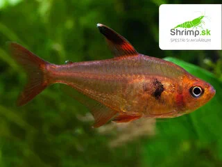 Fantóm červený - Hyphessobrycon sweglesi