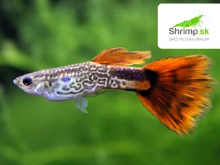 Gupka Red Cobra
